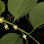 common persimmon diospyros virginiana