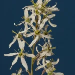 common serviceberry amelanchier arborea 1