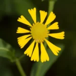 common sneezeweed helenium autumnale 3