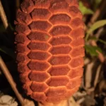 coontie zamia pumila