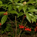 coral ardisia ardisia crenata