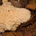 coral fungus ramaria sp