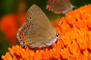 Coral Hairstreak on Butterflyweed