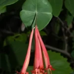 coral honeysuckle lonicera sempervirens