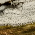 coral slime mold ceratiomyxa fruticulosa