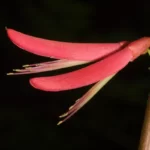 coralbean erythrina herbacea