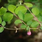coralberry symphoricarpos orbiculatus