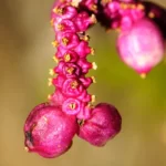 coralberry symphoricarpos orbiculatus 2