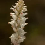cottonweed froelichia floridana