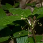 croomia croomia pauciflora 3