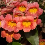 crossvine bignonia capreolata 2