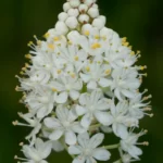 crowpoison stenanthium densum