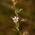 curtiss loosestrife lythrum curtissii