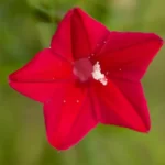 cypressvine ipomoea quamoclit