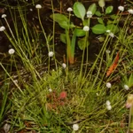 dark headed hatpins eriocaulon nigrobracteatum