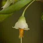 deerberry vaccinium stamineum 2