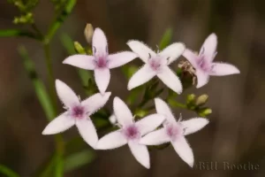 diamondflowers stenaria nigricans