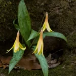 dimpled trout lily erythronium umbilicatum