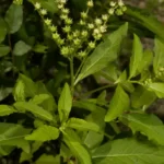 ditch stonecrop penthorum sedoides 2