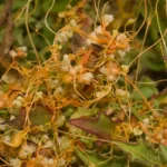 dodder cuscuta sp 2