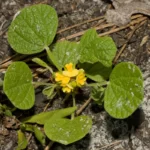dollarleaf rhynchosia reniformis