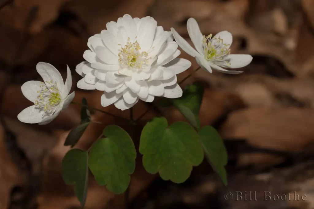 double flowered rue anemone thalictrum thalictroides double flowered rue anemone thalictrum thalictroides