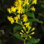 downy ragged goldenrod solidago petiolaris