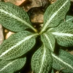 downy rattlesnake orchid goodyera pubescens