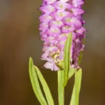 drumheads flowers polygala cruciata