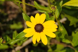 Eared Coneflower flower