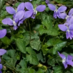 early blue violet viola palmata