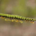 early paspalum paspalum praecox
