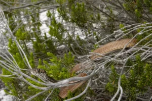 eastern coachwhip masticophis flagellum flagellum