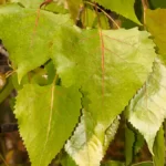 eastern cottonwood leaves populus deltoides