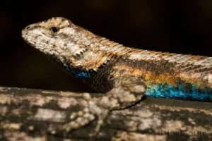 eastern fence lizard male sceloporus undulatus