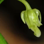 eastern green violet hybanthus concolor 2