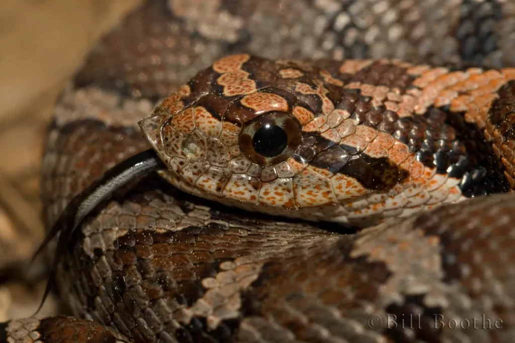 eastern hognose snake heterodon platirhinos 2 eastern hognose snake heterodon platirhinos 2