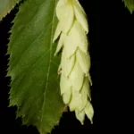 eastern hophornbeam ostrya virginiana