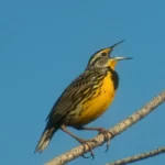 eastern meadowlark