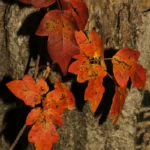 eastern poison ivy toxicodendron radicans