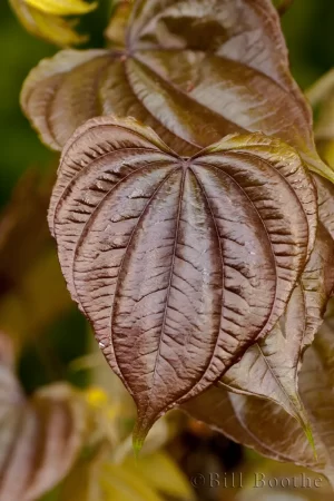 Air Potato Leaf