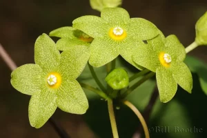 Alabama Spinypod (Matelea alabamensis) flowers