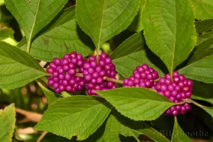 American Beautyberry Berries