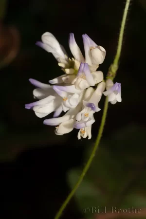 American Hogpeanut Flower