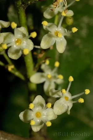 American Holly Flowers