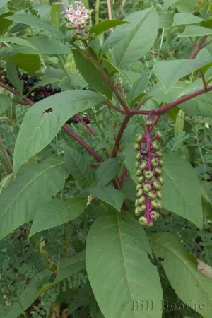 American Pokeweed