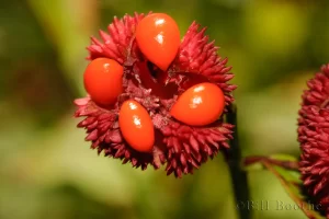 American Strawberrybush Seeds