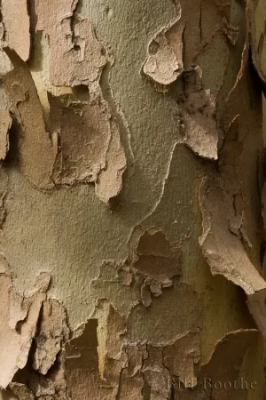 American Sycamore Bark