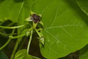 Angle Pod Flower