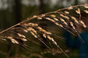 Apalachicola Indiangrass Spike